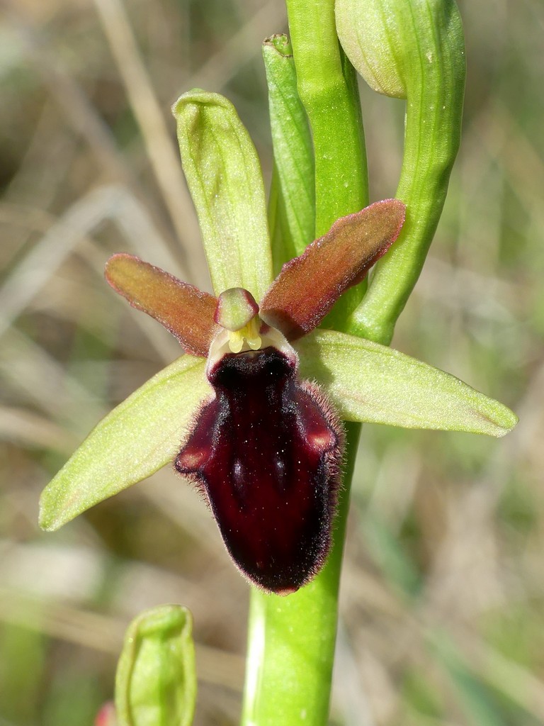 Ophrys promontorii e forme variabili  Lazio e Abruzzo aprile e maggio 2018